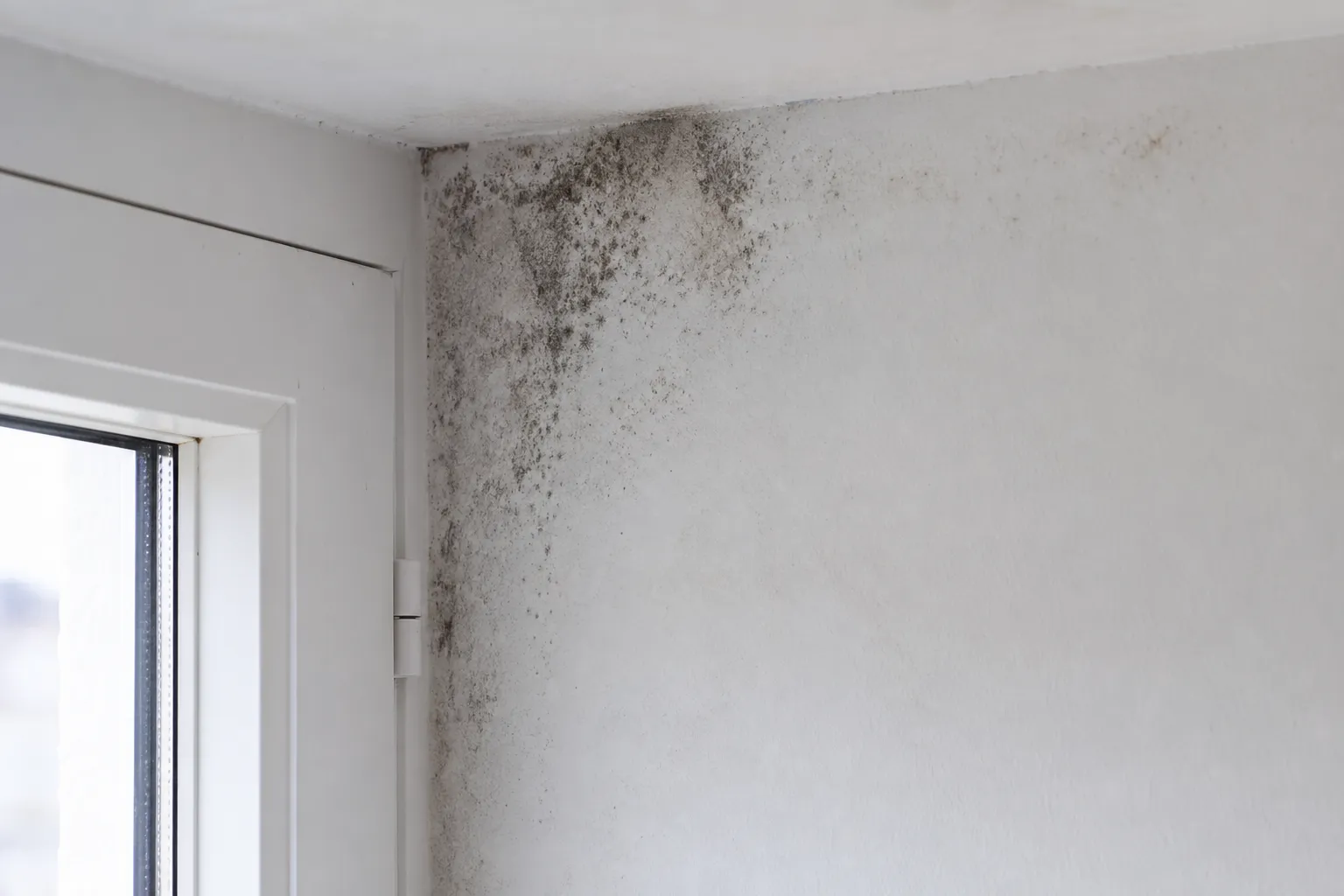 Moisissures de condensation dans l’angle d’une pièce dans le Val-de-Marne